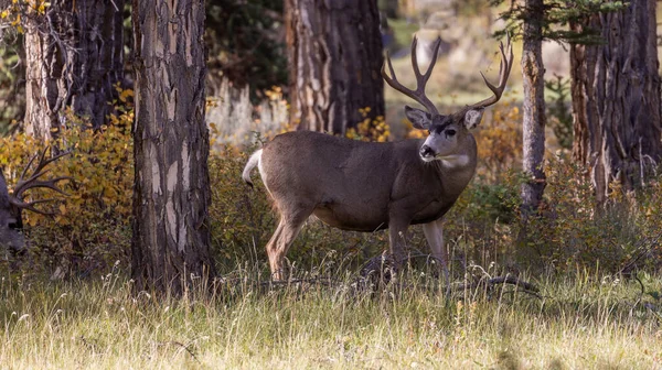 Buck Mule Deer Autumn Wyoming — Stockfoto