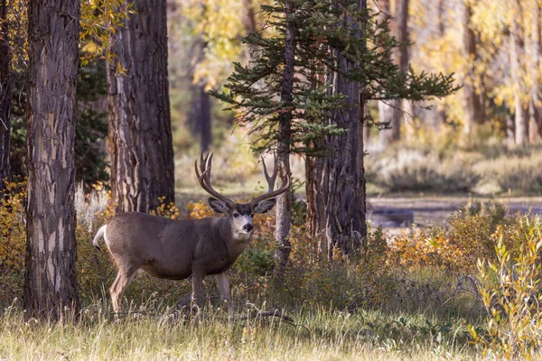 Buck Mule Deer Autumn Wyoming — 图库照片