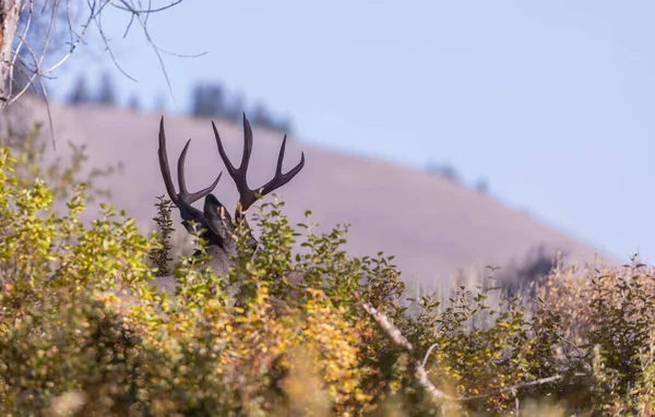 Buck Mule Deer Autumn Wyoming — стокове фото