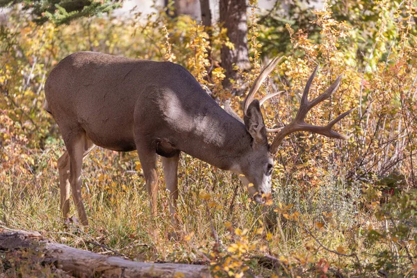 Buck Mule Deer Autumn Wyoming — Zdjęcie stockowe