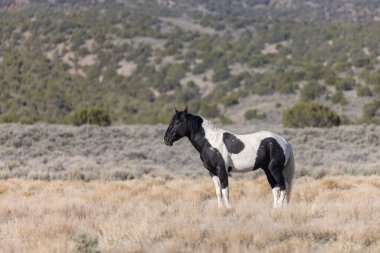 baharda Utah çölünde vahşi at