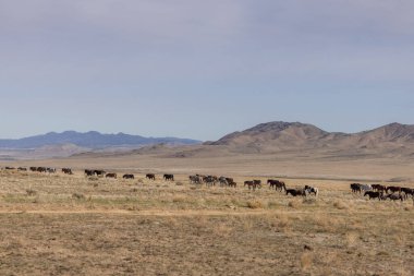 baharda Utah çölünde vahşi at