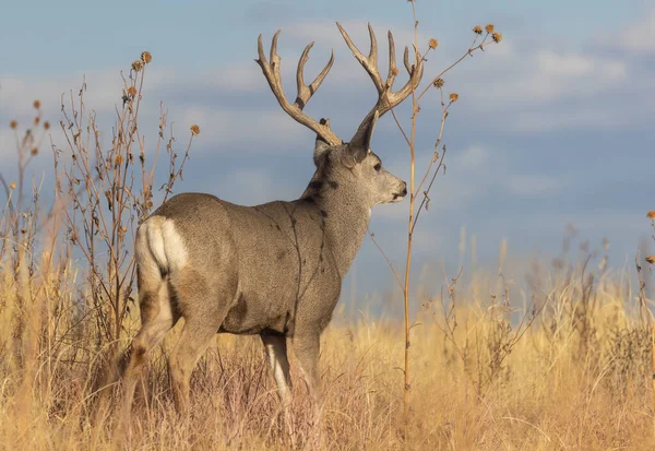 Buck Mule Deer Rut Colorado Fall — ストック写真
