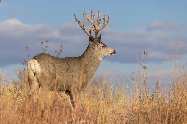 Mule Deer Buck Rut Autumn Colorado — Stock Photo, Image