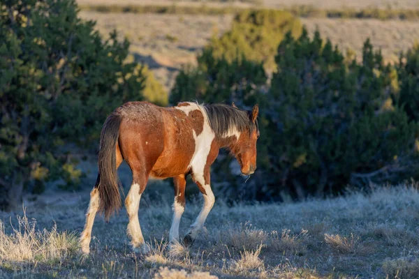 Cheval Sauvage Dans Désert Utah Printemps — Photo