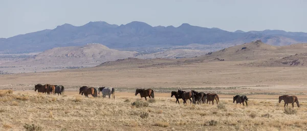 春天在犹他州沙漠的野马 — 图库照片