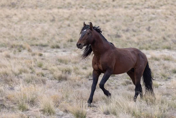 Дикая Лошадь Пустыне Юта Весной — стоковое фото