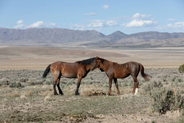 春のユタ砂漠の野生の馬 — ストック写真