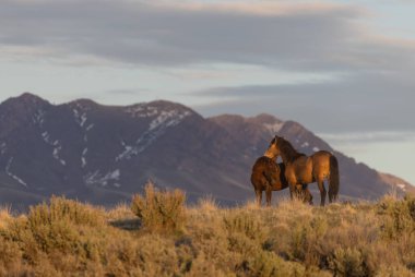 baharda Utah çölünde vahşi at