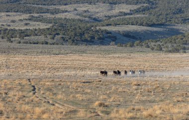 Baharda Utah çölünde vahşi atlar