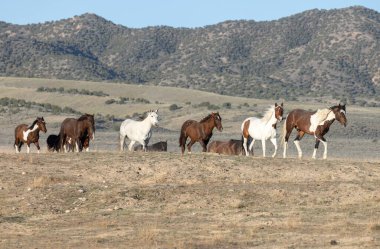 Baharda Utah çölünde vahşi atlar
