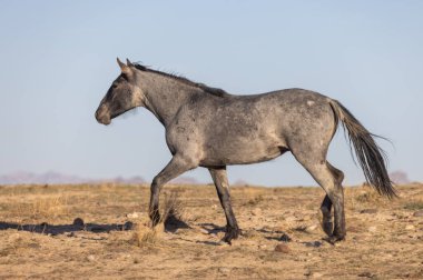 Baharda Utah çölünde vahşi atlar