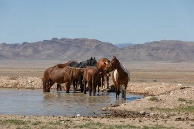 Baharda Utah çölünde vahşi atlar