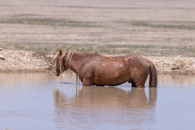 Baharda Utah çölünde vahşi atlar