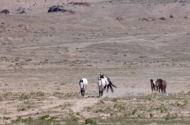 Baharda Utah çölünde vahşi atlar