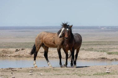 Baharda Utah çölünde vahşi atlar