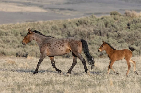 Wildpferd Der Wüste Utah Frühling — Stockfoto