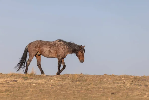 Vilda Hästar Utah Öknen Våren — Stockfoto