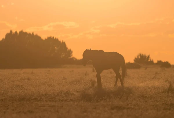 犹他州沙漠中的野马 — 图库照片
