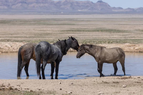 Wild Horses Utah Desert Springtime — Stock Photo, Image