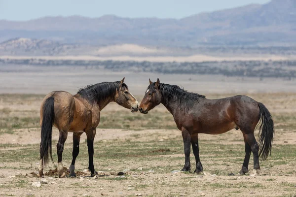 Dzikie Konie Pustyni Utah Wiosną — Zdjęcie stockowe