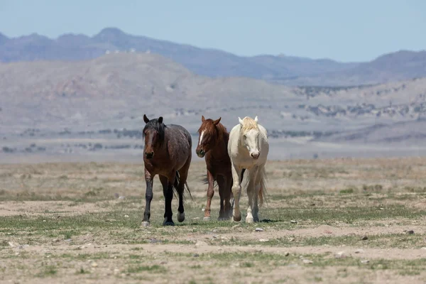 春のユタ砂漠の野生馬 — ストック写真