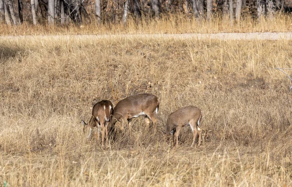 Whtetail Deer Doe Her Fawns Colorado Autumn — Stok Foto