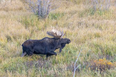 Sonbaharda Wyoming 'de monoton bir geyik.