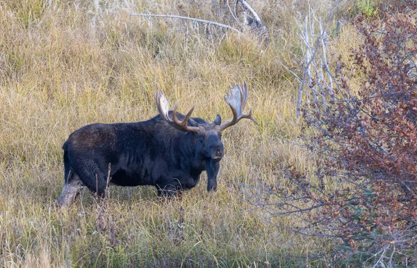 Härkähirvi Wyomingin Raiteella Syksyllä — kuvapankkivalokuva