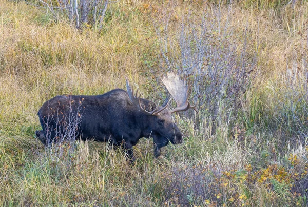 Een Stier Eland Tijdens Sleur Wyoming Herfst — Stockfoto