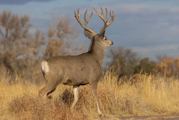 Ciervo Mula Buck Durante Rutina Colorado Otoño —  Fotos de Stock
