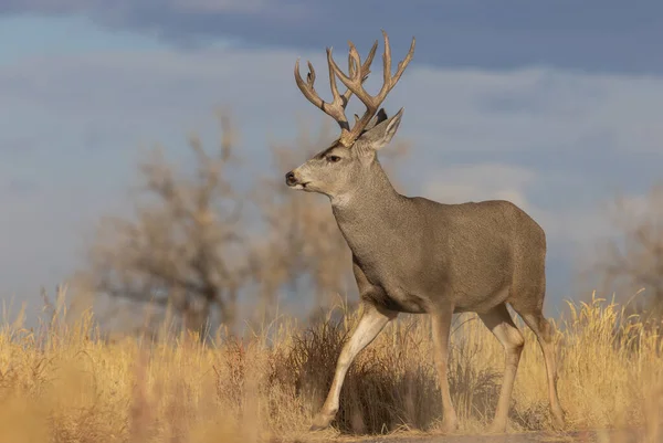 Buck Mule Deer Rut Colorado Autumn — Stock Photo, Image