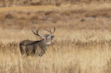 Colorado 'da sonbahar monotonluğu sırasında geyik avı.