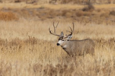 Colorado 'da sonbahar monotonluğu sırasında geyik avı.