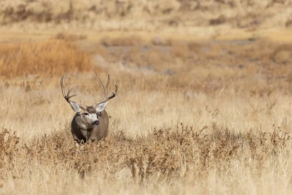 Een Ezel Hert Bok Tijdens Herfst Bronst Colorado — Stockfoto