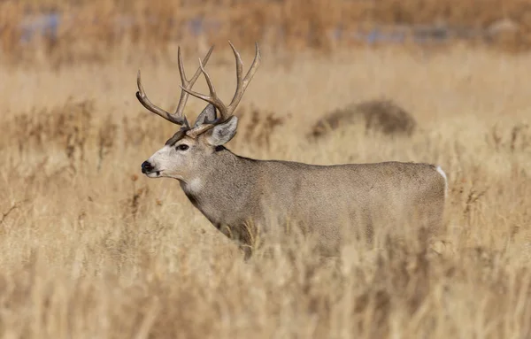 Cerf Mulet Buck Pendant Ornière Automne Dans Colorado — Photo