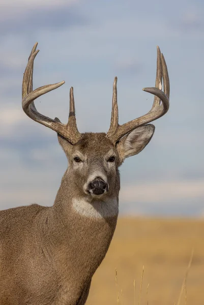 Ein Weißnagel Rehbock Während Der Herbstjagd Colorado — Stockfoto