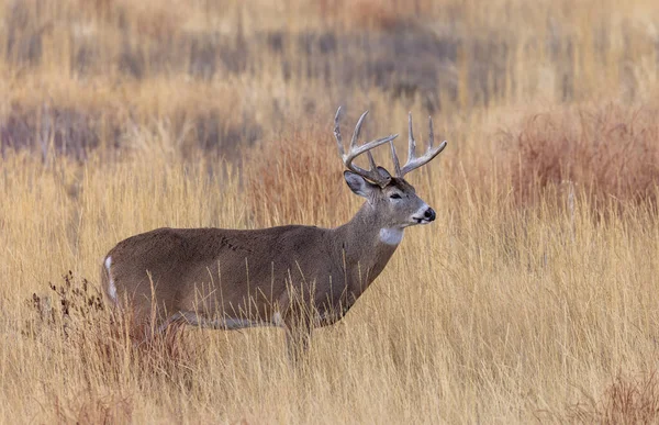 Veado Buck Whitetail Durante Rotina Outono Colorado — Fotografia de Stock