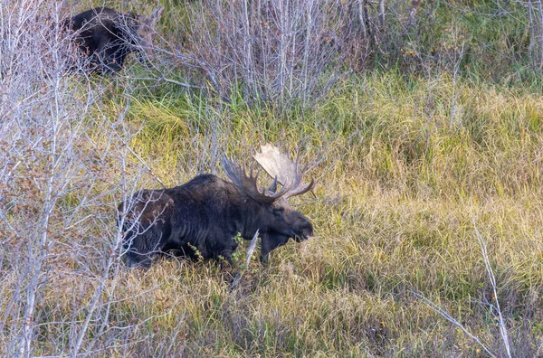 Alce Shiras Toro Autunno Nel Wyoming — Foto Stock