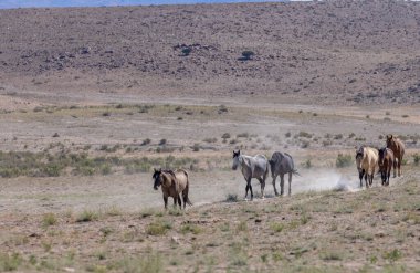 Utah çölünde yazın vahşi atlar