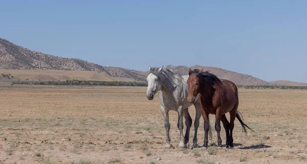 ユタ州の砂漠で夏の野生馬 — ストック写真
