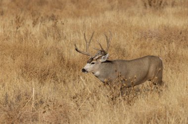 Colorado 'da sonbaharda tekdüze bir geyik sürüsü