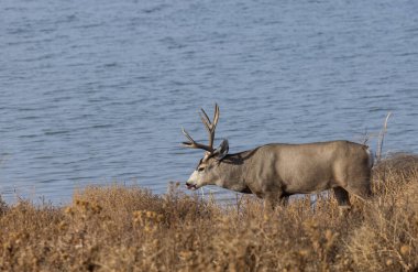 Colorado 'da sonbaharda tekdüze bir geyik sürüsü
