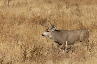 Colorado 'da sonbaharda tekdüze bir geyik sürüsü
