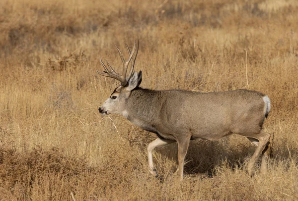 科罗拉多州秋天一头麋鹿在车辙中奔跑 — 图库照片
