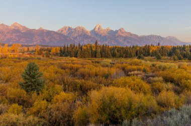 Grand Teton Ulusal Parkı Wyoming 'de manzaralı bir sonbahar manzarası.