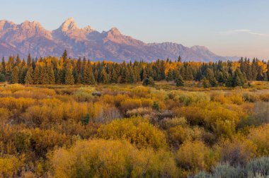 Grand Teton Ulusal Parkı Wyoming 'de manzaralı bir sonbahar manzarası.