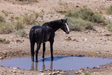 Yazın Utah çölünde vahşi bir at.