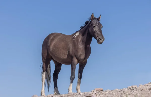 ユタ砂漠の夏に野生の馬が — ストック写真
