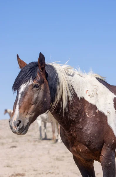 Dziki Koń Latem Pustyni Utah — Zdjęcie stockowe